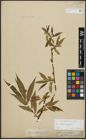 Foto von Salix alba L. x Salix fragilis L.